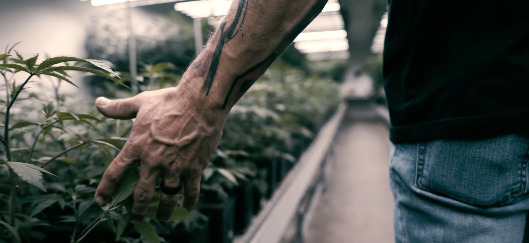 Aaron Newsom runs his hand through cannabis plants growing at Santa Cruz Veterans Alliance's Watsonville, Calif. grow.