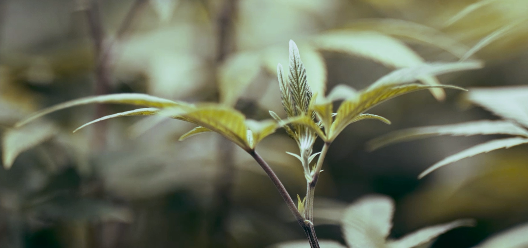 A flowering cannabis plant in a grow room at the Santa Cruz Veterans Alliance cultivation center in Watsonville, Calif.