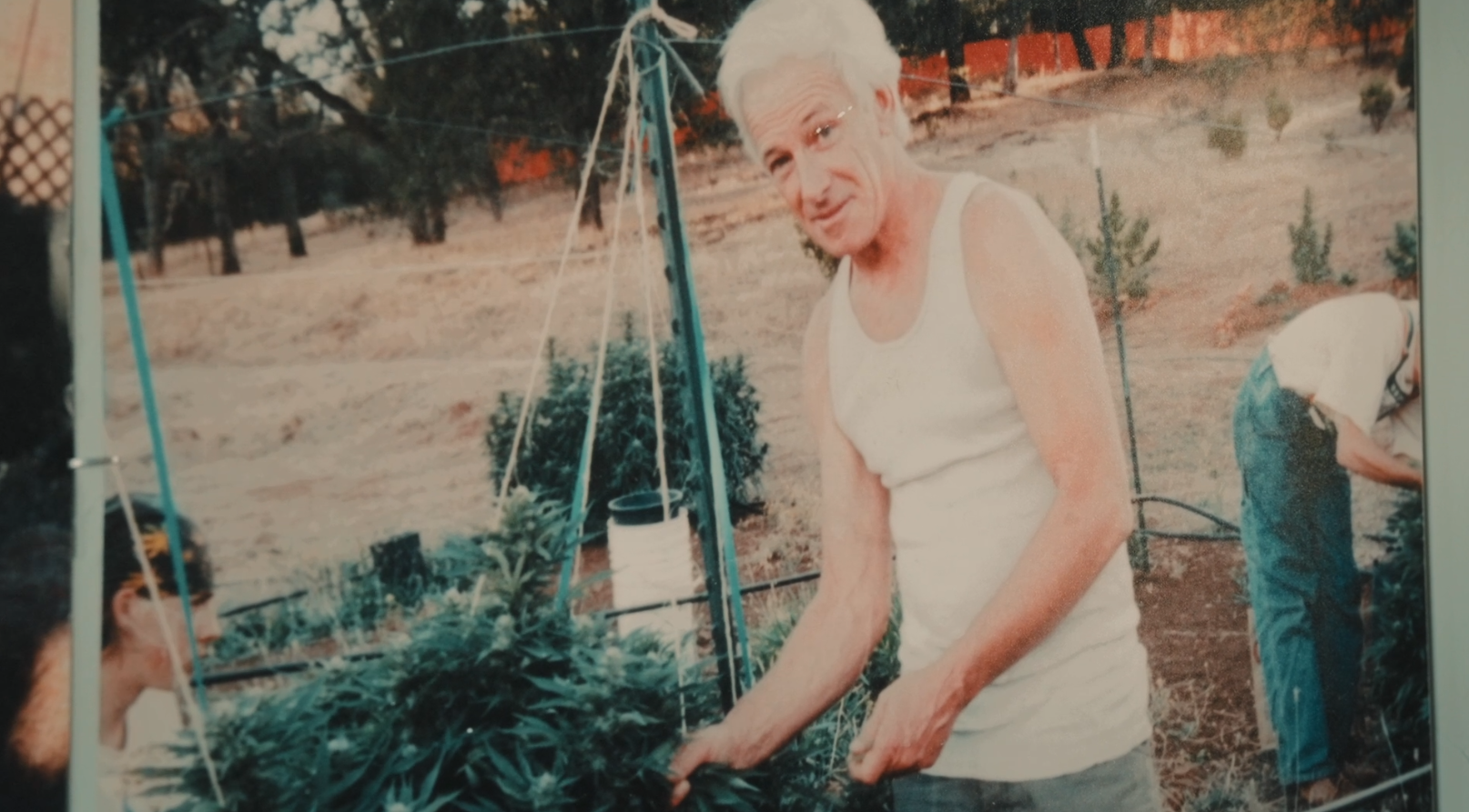 Dennis Peron tends to cannabis plants growing in Northern California in a photo hanging in his San Francisco home.